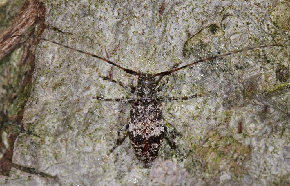 Leiopus nebulosus, Cerambycidae